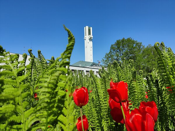 Lakeuden Ristin torni, edustalla punaisia tulppaaneja.